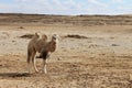 White Bactrian camel calf or two-humped camel calf on a leash in the Gobi Desert in the area of Tsagaan Suvraga, Mongolia Royalty Free Stock Photo